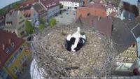 zur Webcam Höchstadt - Storchennest