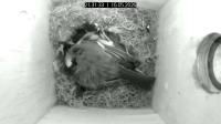 zur Webcam Schwerin - Nistkasten
