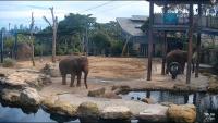 Miniaturansicht für die Webcam Sydney - Taronga Zoo