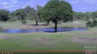 Webcam Tembe Elephant Park - Lake laden