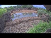 zur Webcam Honolulu - Zoo