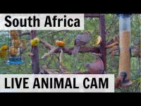 Thumbnail für die Webcam Pretoria - Live Animals