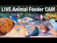 Thumbnail für die Webcam Recke - Vogelfutterstation