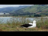 Thumbnail für die Webcam Dunedin - Albatros Cam