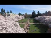 Thumbnail für die Webcam Seattle - University of Washington