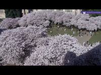 zur Webcam Seattle - University of Washington
