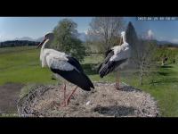 zur Webcam Kolbermoor - Storchenwebcam