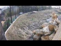 Webcam Sydney Taronga Zoo - Lion Cam  laden