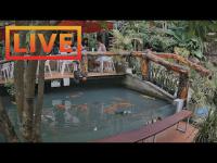 Ko Phangan - Zoo Cafe open webcam 