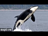 Thumbnail für die Webcam Hanson Island - Orca Cam