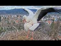 Kirchzarten - Storchennest open webcam 