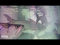 Webcam Robbies Marina - Tarpon Feeding Dock laden