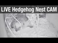 zur Webcam Recke - Nestbox-Cams