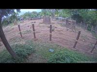 zur Webcam Honolulu Zoo - Elefantengehege